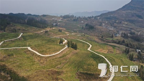 中寨镇志强村“白叶一号”茶基地  张洪全摄