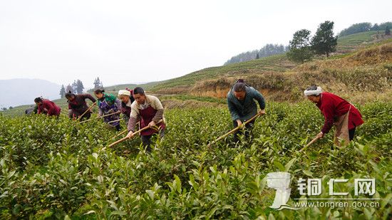 沿河：5500亩“白叶一号”管护忙