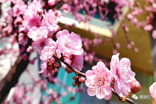画说铜仁丨乌江河畔梅花香
