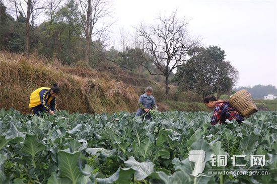 村民在采收西兰花 (2)