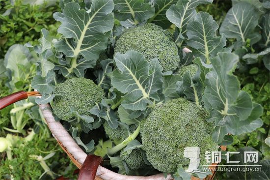 西兰花 (1)