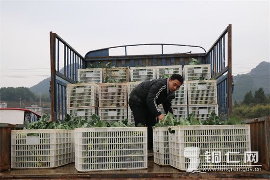 西兰花装车 (1)