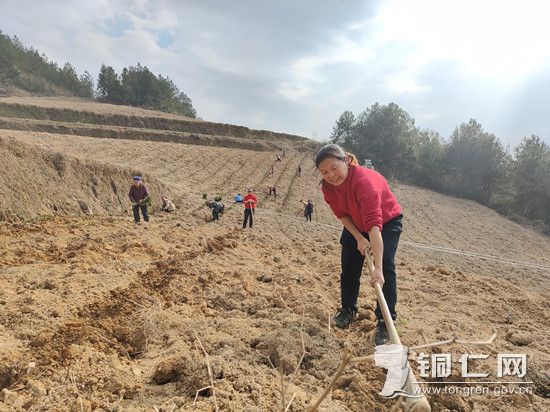 村民栽种茶苗 张盼摄