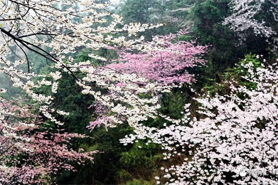 暗香迎春来，铜仁“樱花仙子”邀你赴约