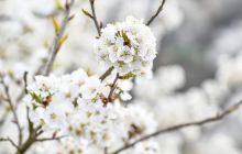 铜仁市碧江区云场坪镇路腊樱花