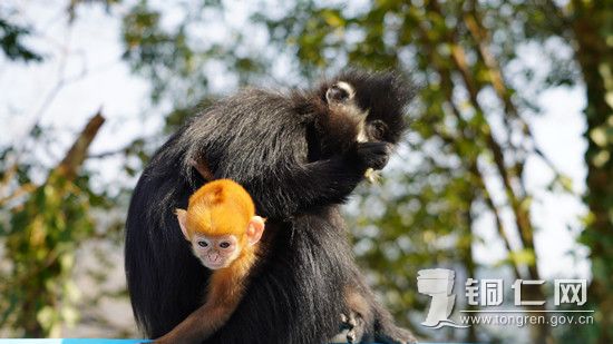 黑叶猴幼崽   张洪全摄