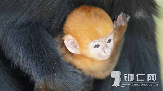 黑叶猴幼崽 张洪全摄