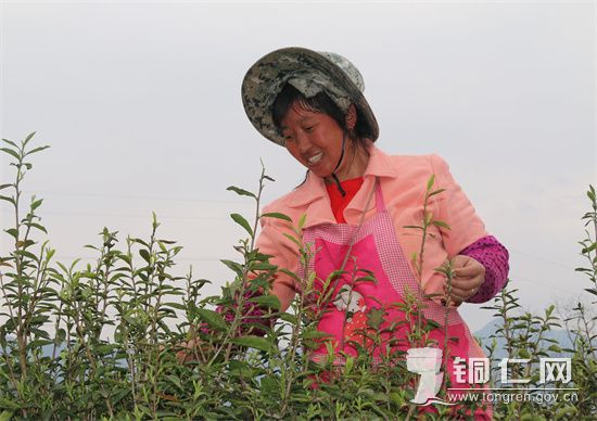 采茶  杨友摄