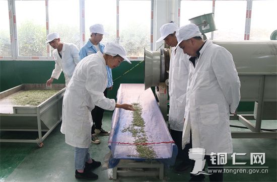 茶叶生产一线  杨友摄