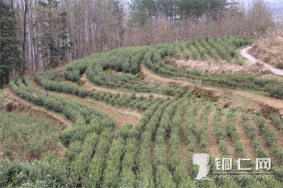 姚溪村茶园一角  杨友摄