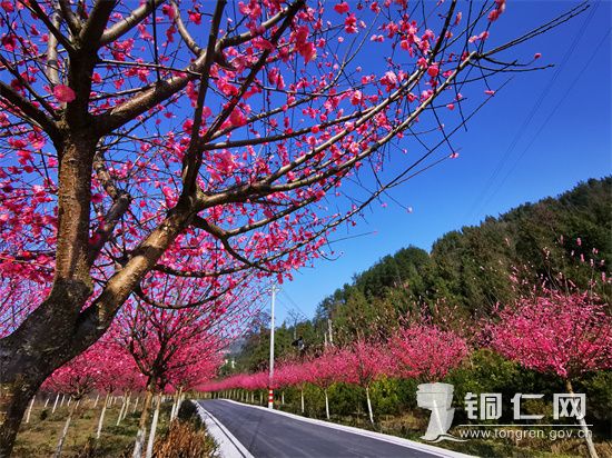 阳春三月春风撩人 石阡国荣花卉苗木苗圃园花香四溢引人醉