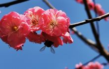 石阡国荣花卉苗木苗圃园花香四溢引人醉