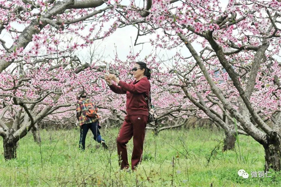 花开正艳，桐木坪等你来赏春