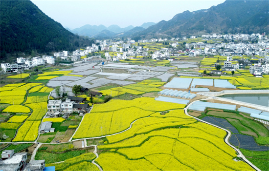 去沿河甘溪，赴一场油菜花之约