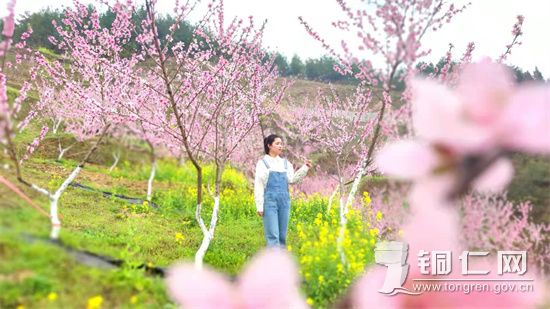 龙堡桃花 安玉玲摄