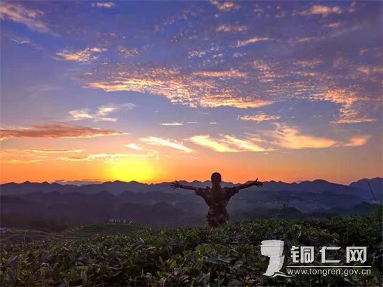 杨寨社区茶山落日  安玉玲摄