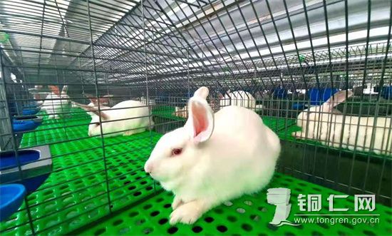 大山肉兔 安玉玲摄