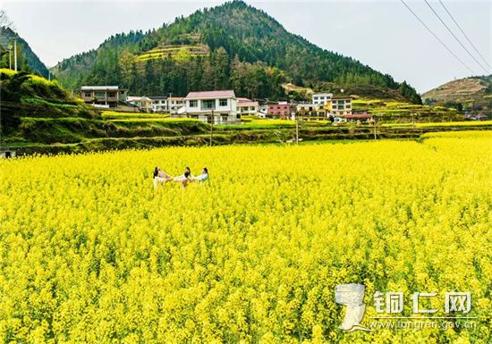万山：黄道春意闹 乡韵自多情