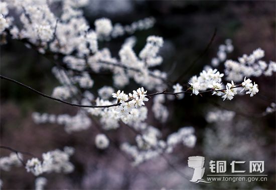 路腊古村万亩野樱花盛开惹人醉