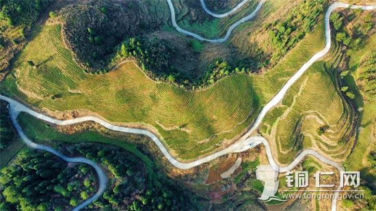 茶园    陈智华摄