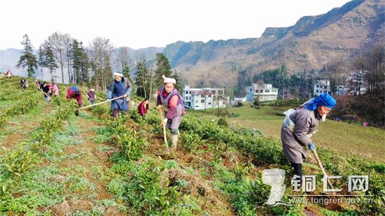 茶园管护   陈智华摄