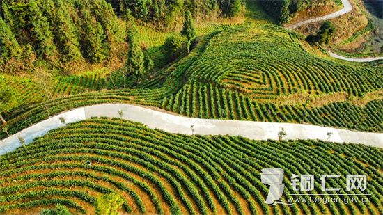 茶园  陈智华摄