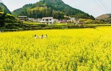 万山：黄道春意闹 乡韵自多情