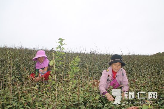 村民采摘茶叶   谯佳佳摄_调整大小