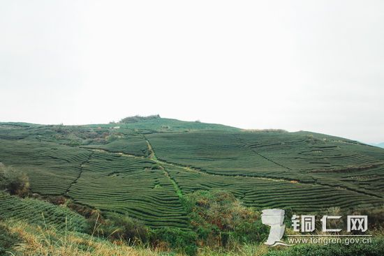 谯家茶园 谯佳佳摄_调整大小