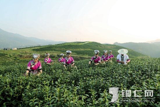 印江池坝村：一片白茶富多方