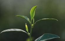 一片白茶富多方