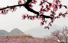 画说铜仁丨春到五德桃花香