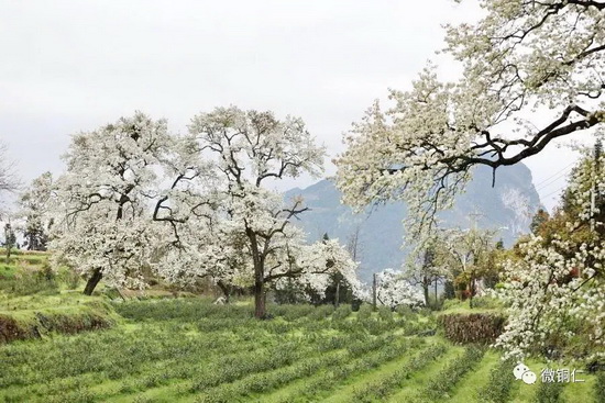百年梨花盛开，江家坡等你来打卡