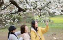 江家坡村百年梨花