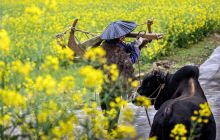 印江县沙子坡镇：特色产业 助力乡村振兴