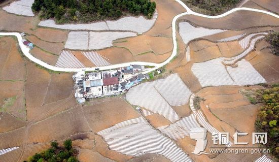 烤烟基地   文波摄_调整大小