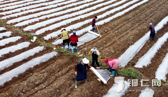 沿河谯家镇：6500亩烤烟种出烟农新希望