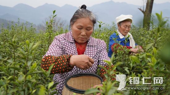 村民采摘茶叶  张洪全摄_调整大小