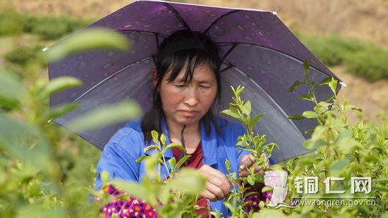 村民采摘茶叶   张洪全摄_调整大小