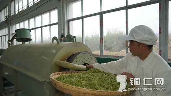 工人正在加工茶叶  张洪全摄_调整大小