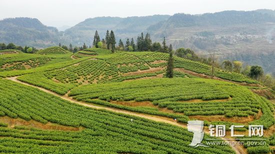 沿河：15.8万亩春茶采摘忙