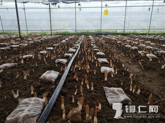 不负农时不负“菌”，党员干部采“菌”忙