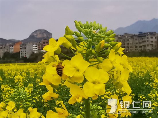 石阡：田野尽披“黄金甲”