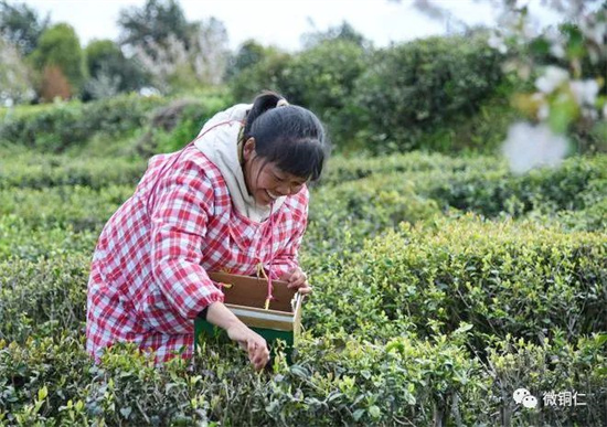 【梵净茶缘】石阡摁下春茶采摘生产“加速键”