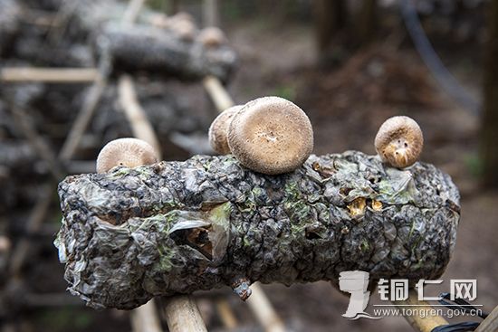 六龙山乡牛场村林下香菇种植基地 