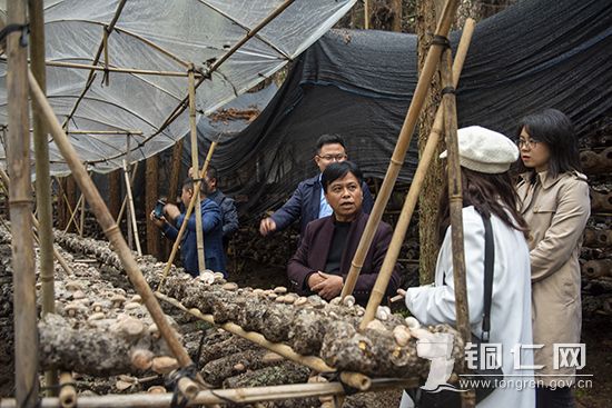 六龙山乡牛场村林下香菇种植基地负责人向媒体记者介绍香菇种植情况