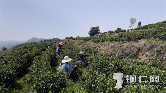 采摘茶叶 田霞飞摄