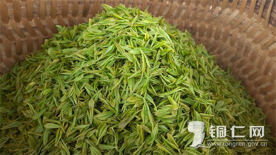 茶叶 田霞飞摄