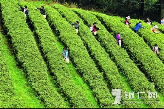 农民们忙于采茶