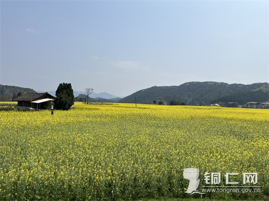 莫负春光，相约混寨村